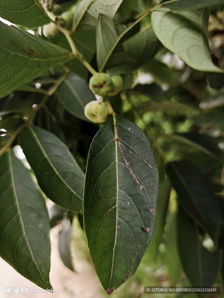 绿叶间的青色果实