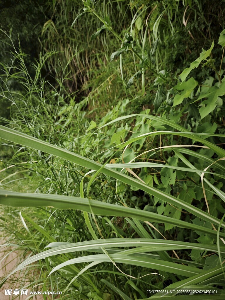 野外繁茂的绿色植物