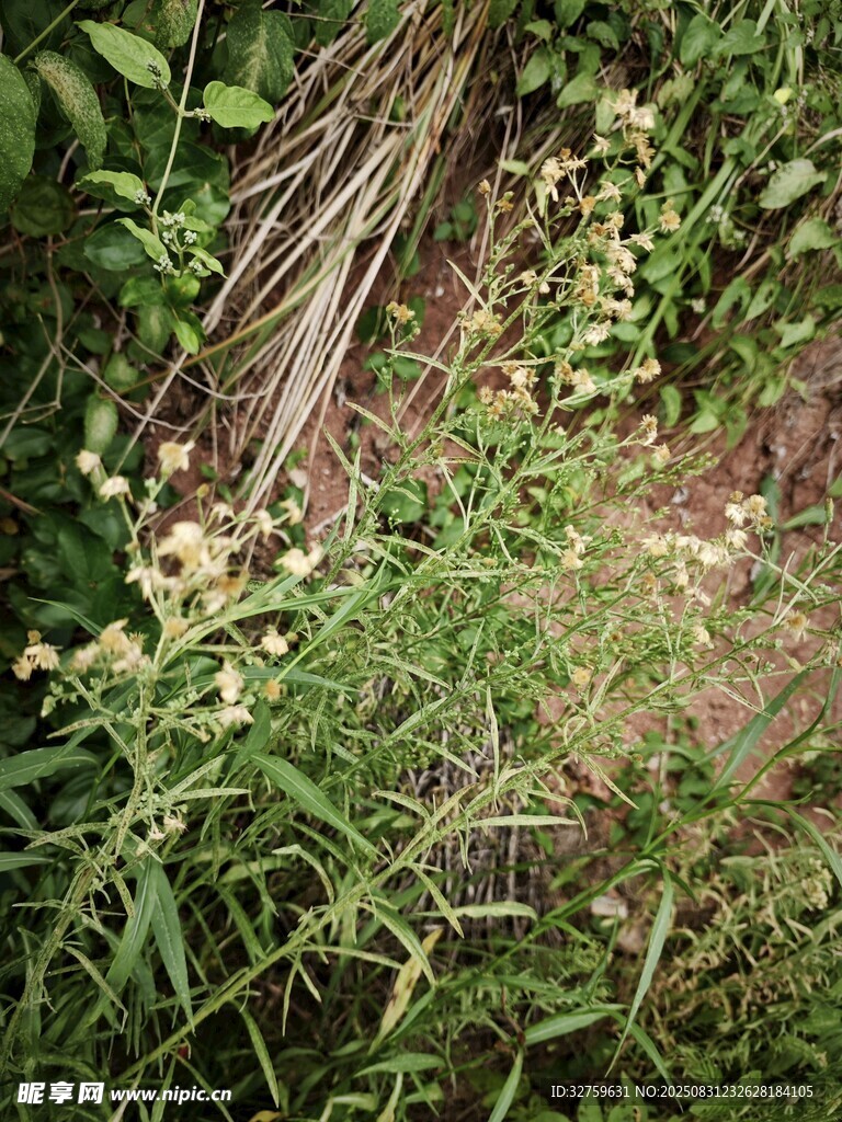 野外繁茂草木与树根景象