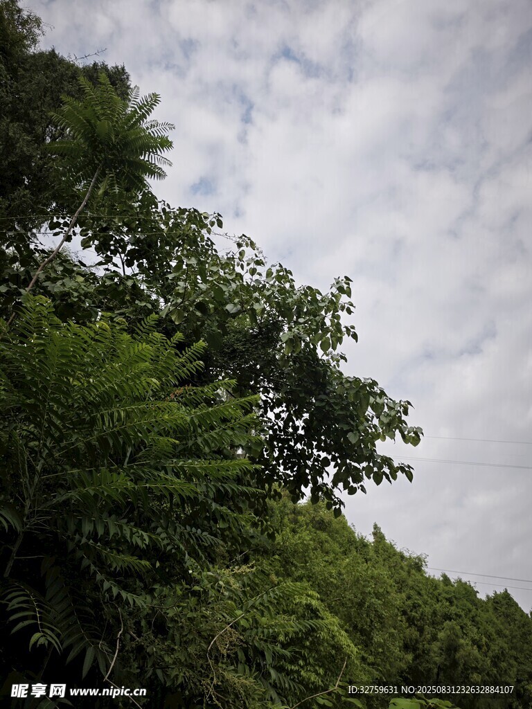 山林间的繁茂植被与天空