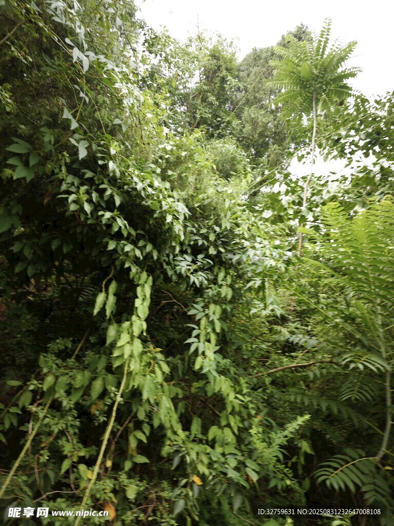 茂密丛林中的繁茂绿植