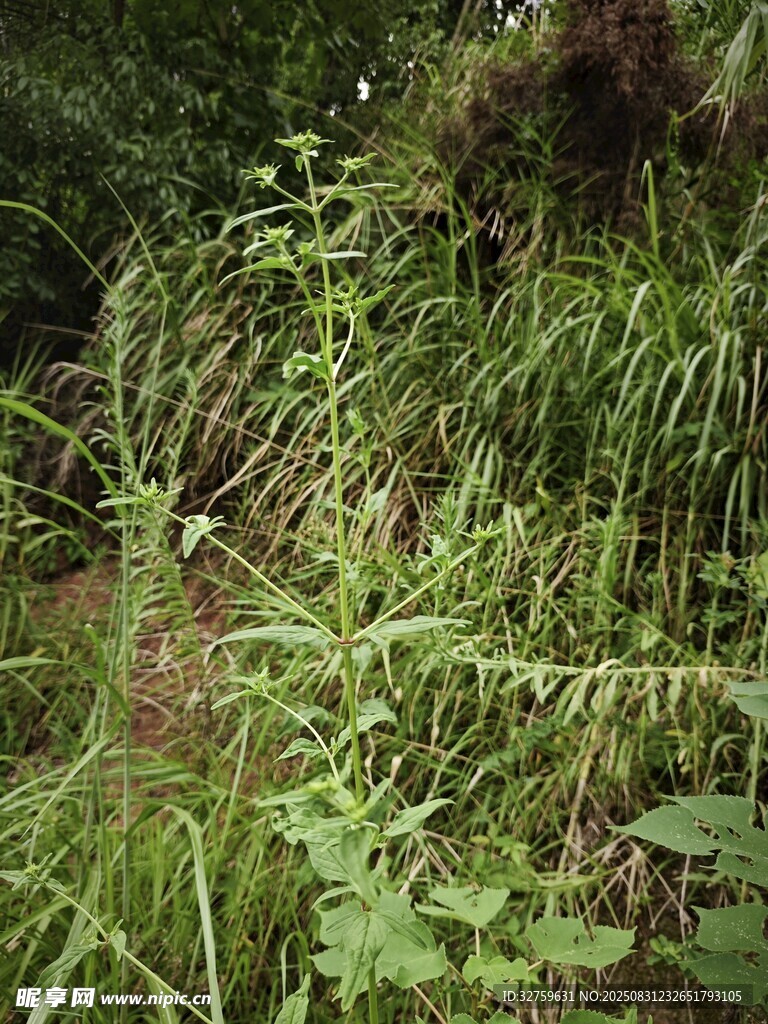 野外繁茂的绿色植物景观