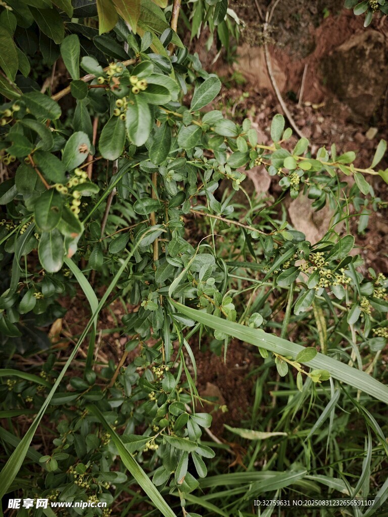 野外繁茂的绿色植物