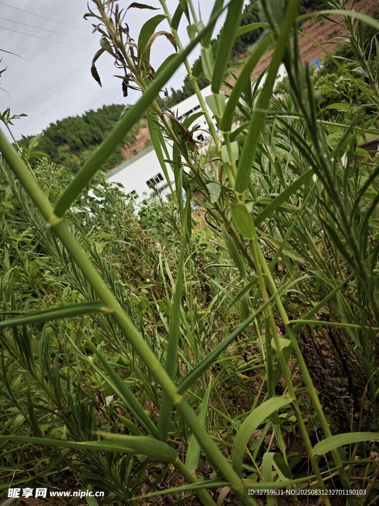 野外繁茂的绿色植物