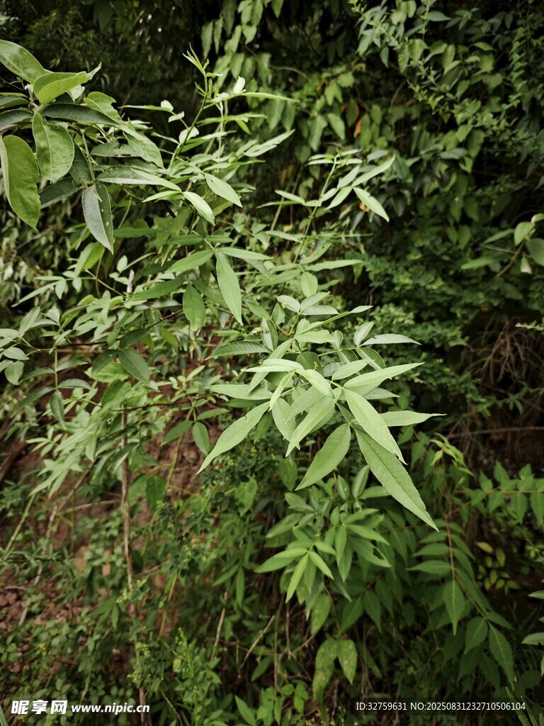 茂密绿植中的清新叶片