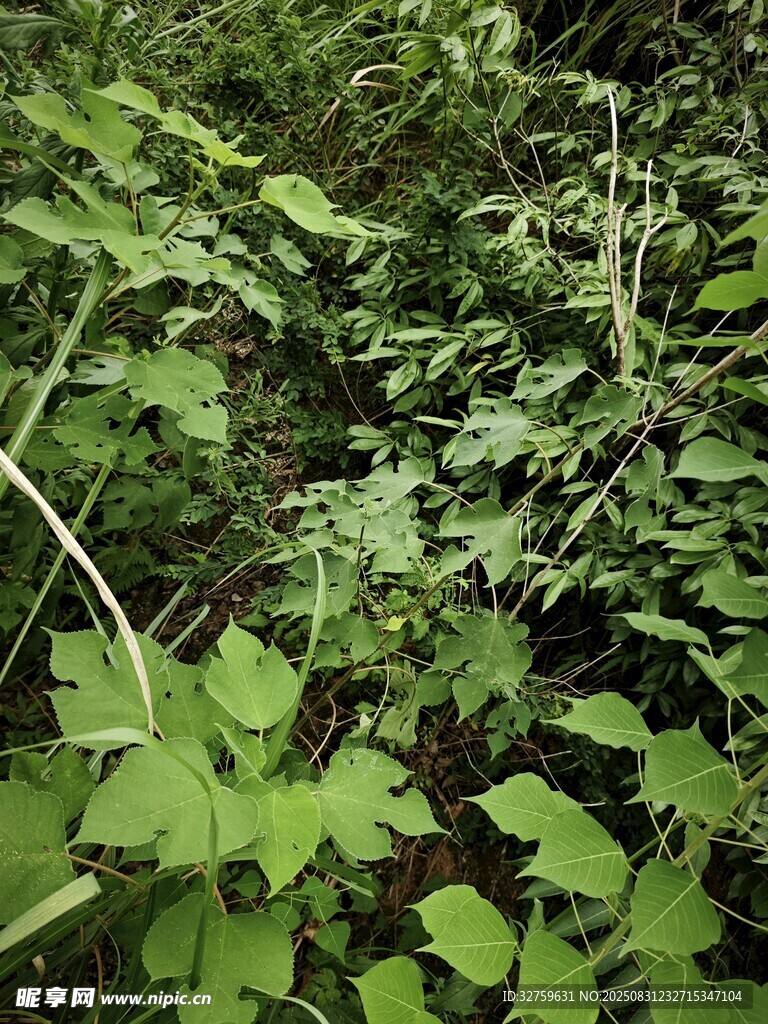 茂密丛林中的繁茂绿植