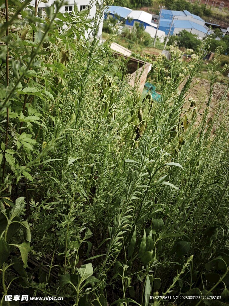 野外繁茂的绿色植物