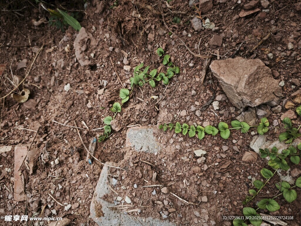 地面上的嫩绿植物与石块