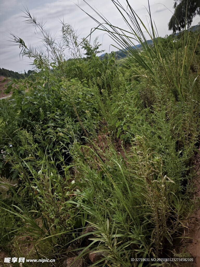 野外繁茂的绿色植物景观