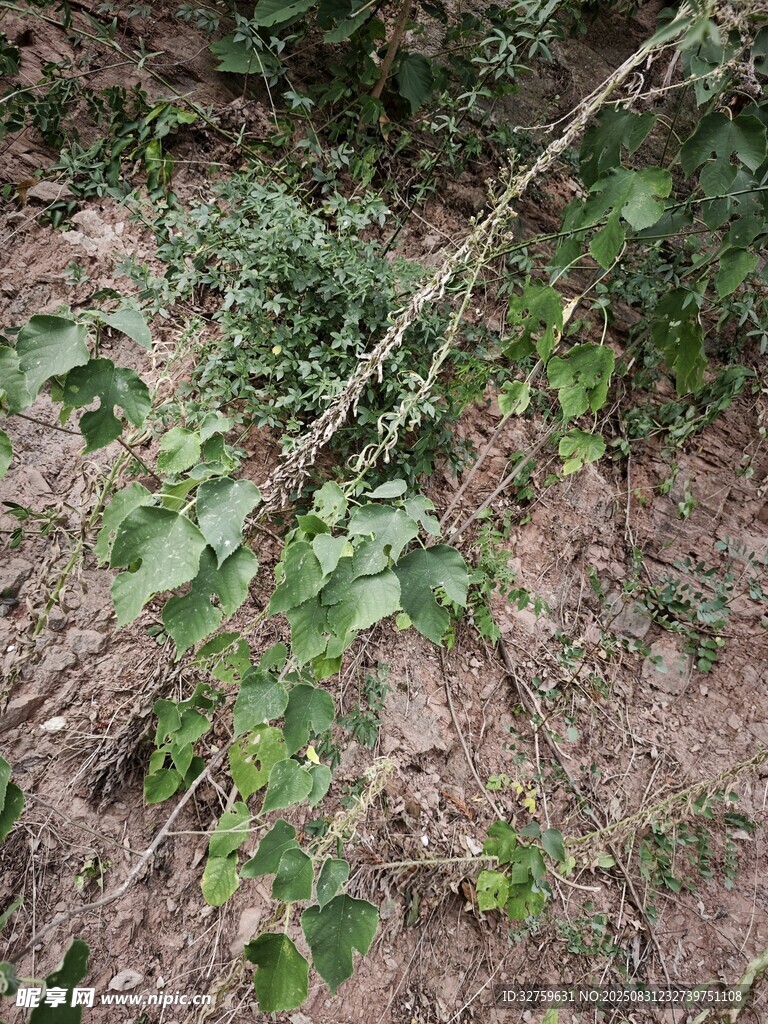 地面上的绿植与树枝