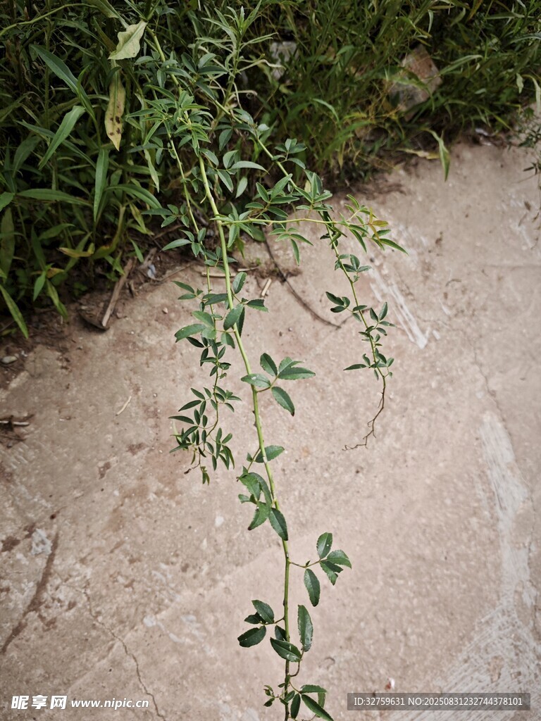 沙地上的嫩绿植物