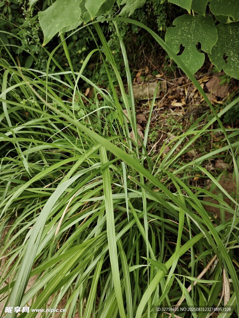 翠绿细长的丛生草本植物