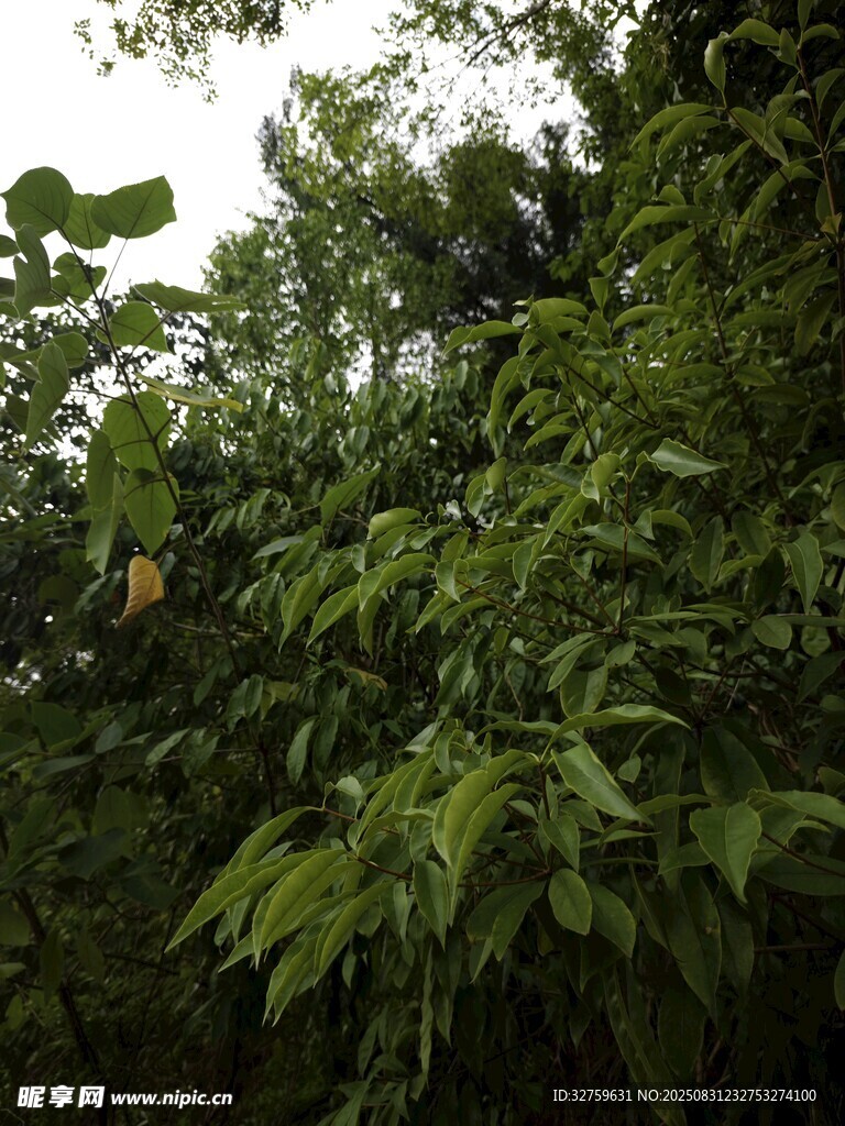 繁茂绿植景观