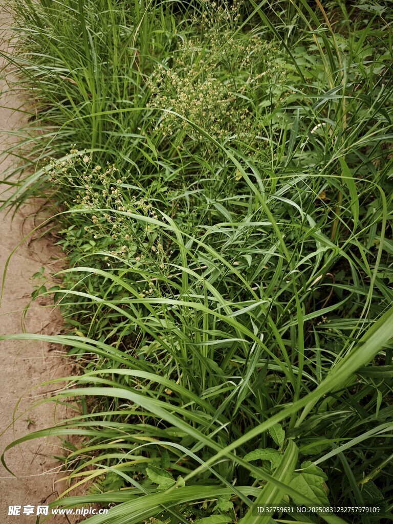 小径旁的葱郁绿草
