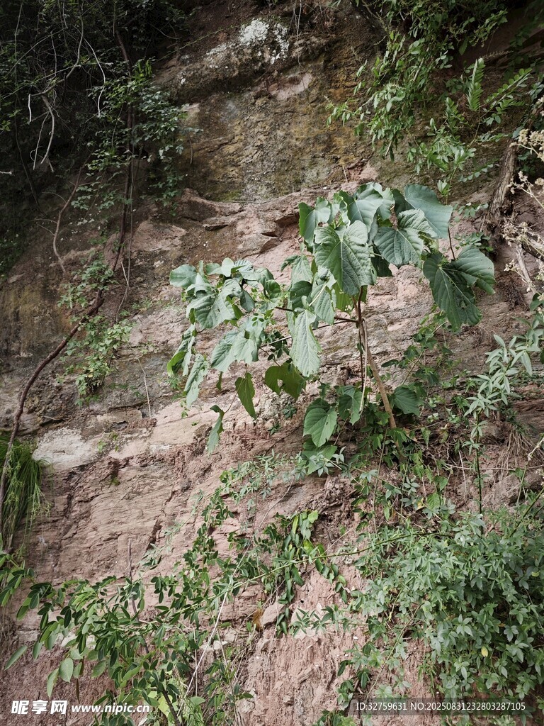 山坡上的绿色植物