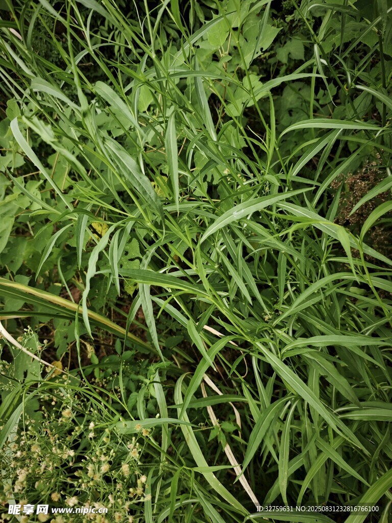 茂密绿色植物景观