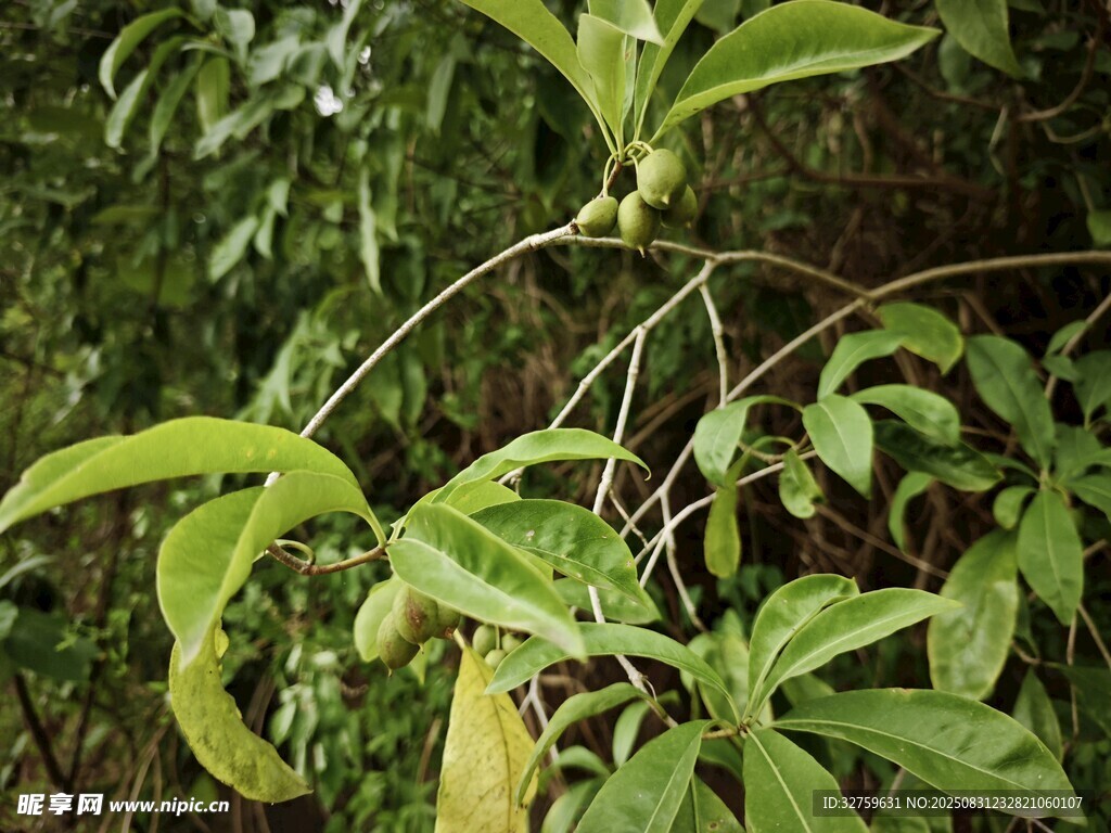 藤蔓植物特写