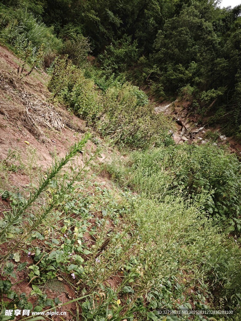 山坡绿植景观