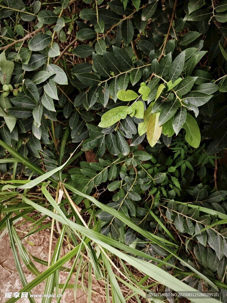 茂密绿植中的自然景象