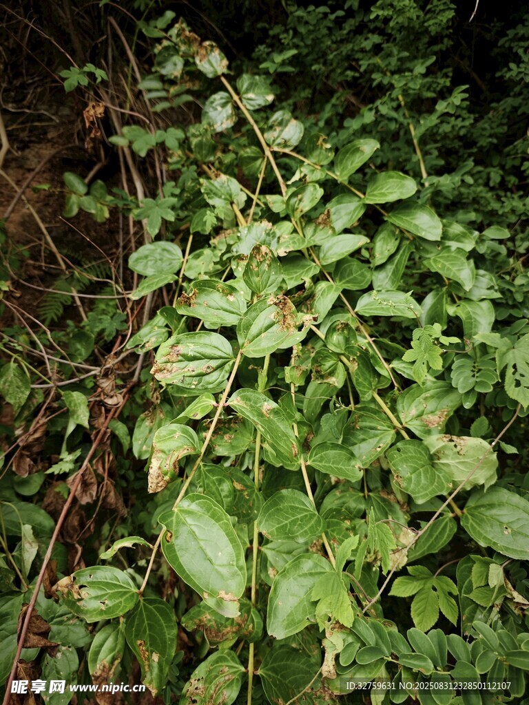 茂密绿植景观