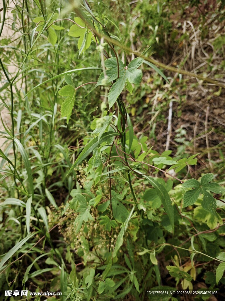 野外繁茂的绿色植物
