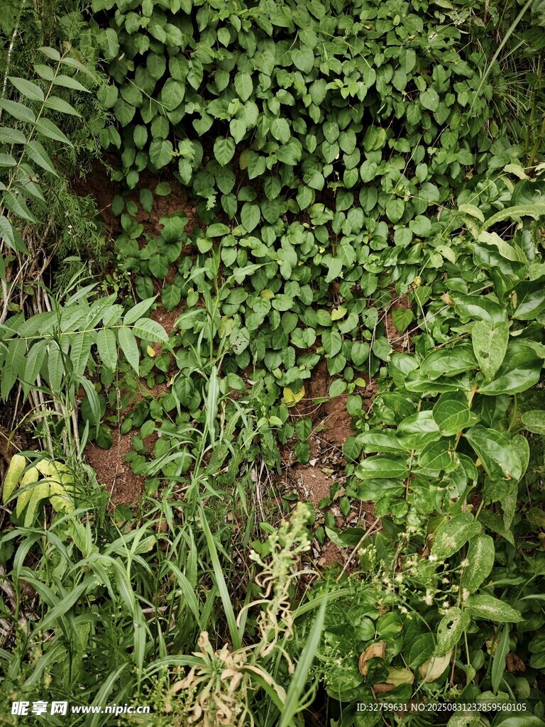 繁茂绿植景观