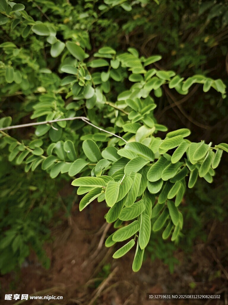 翠绿繁茂的枝叶