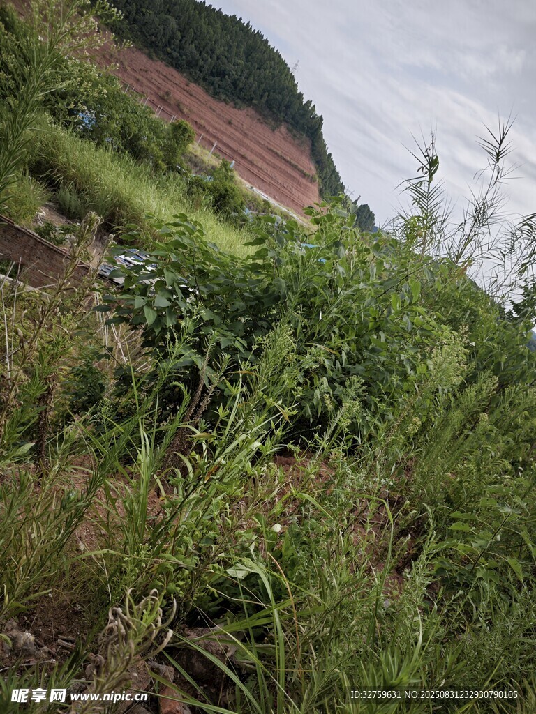 野外繁茂的绿色植物景观