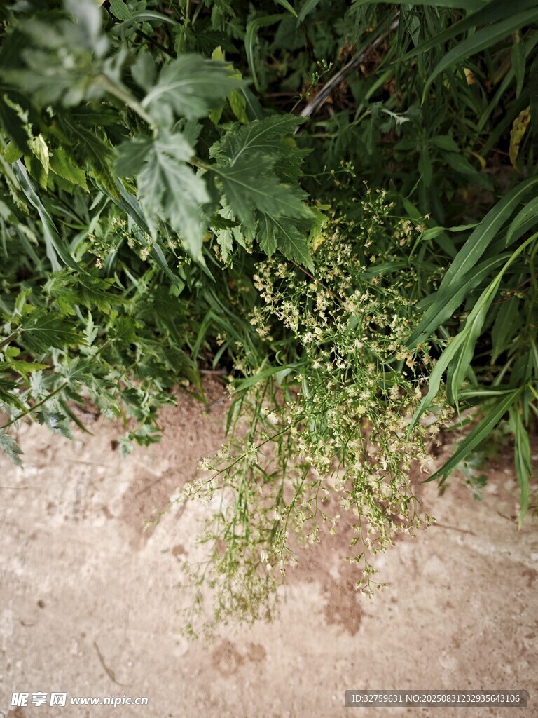 地面生长的嫩绿小植物