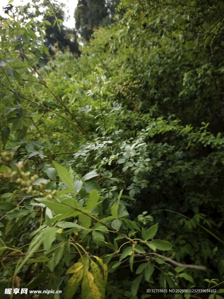 茂密丛林中的繁茂绿植