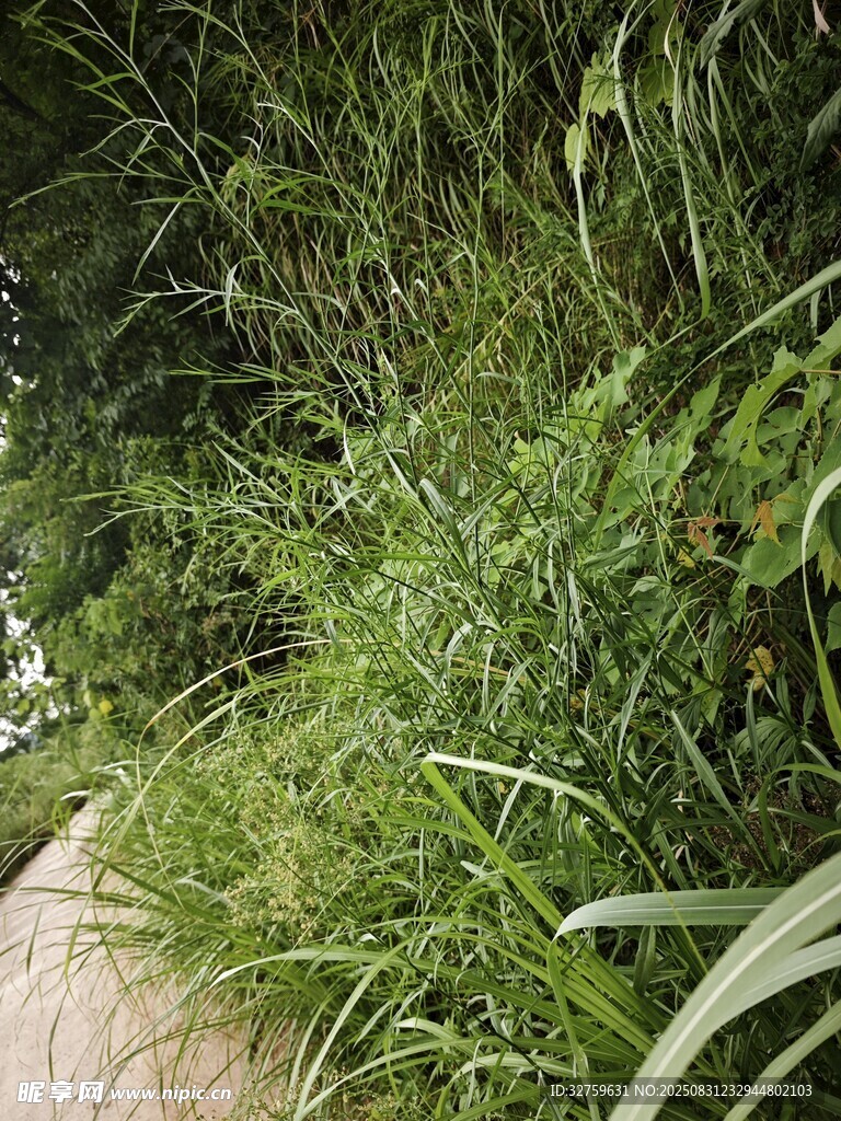 路边繁茂的绿色草丛