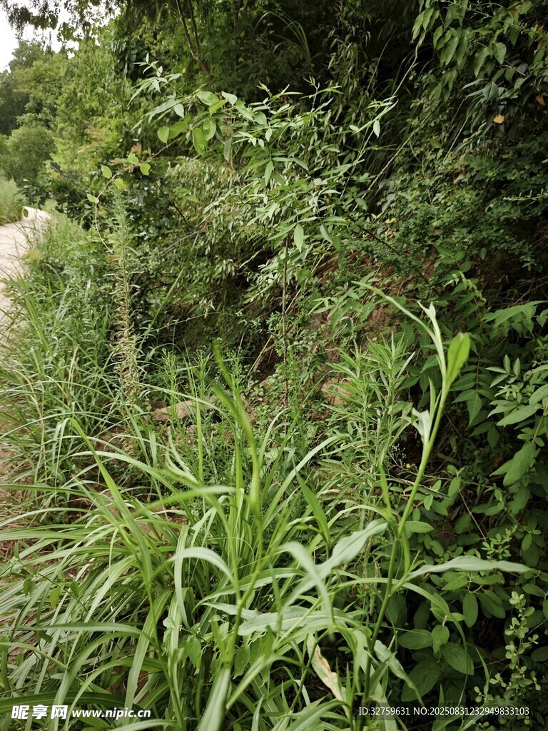 野外繁茂绿植小路景象
