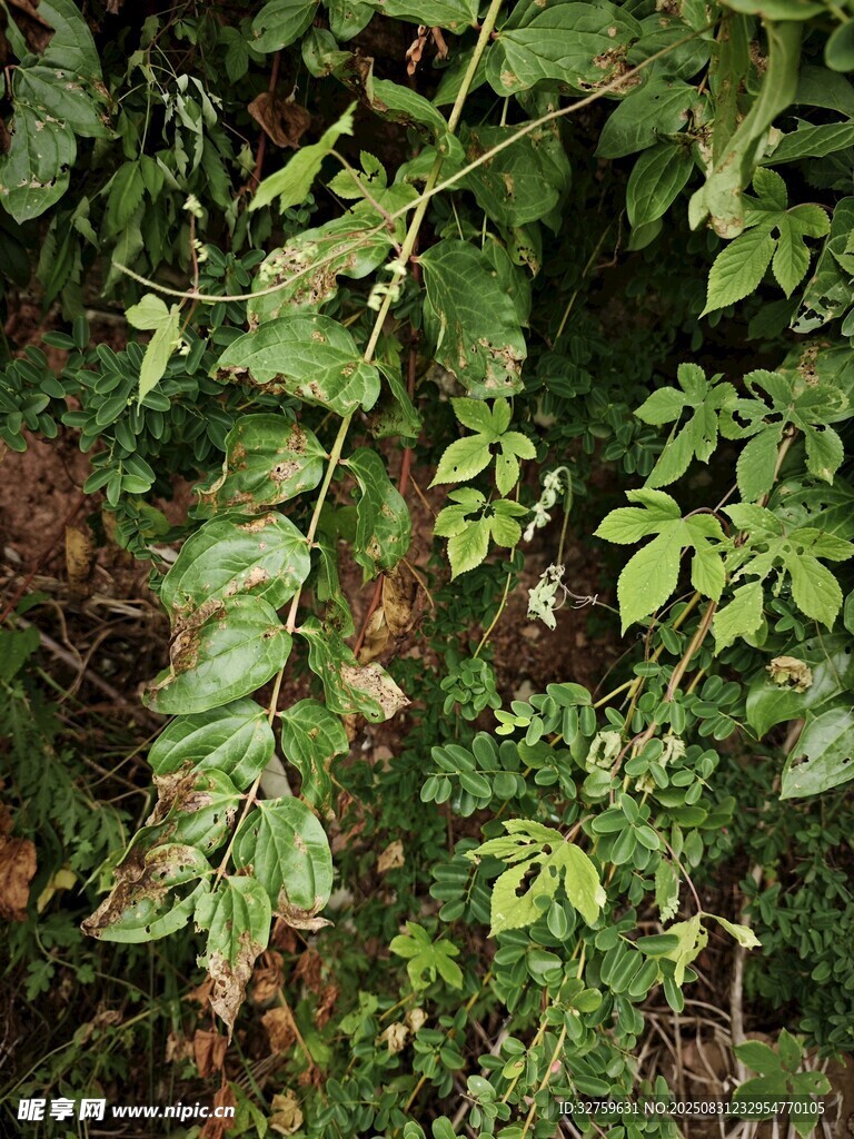 野外繁茂的绿色植物景象