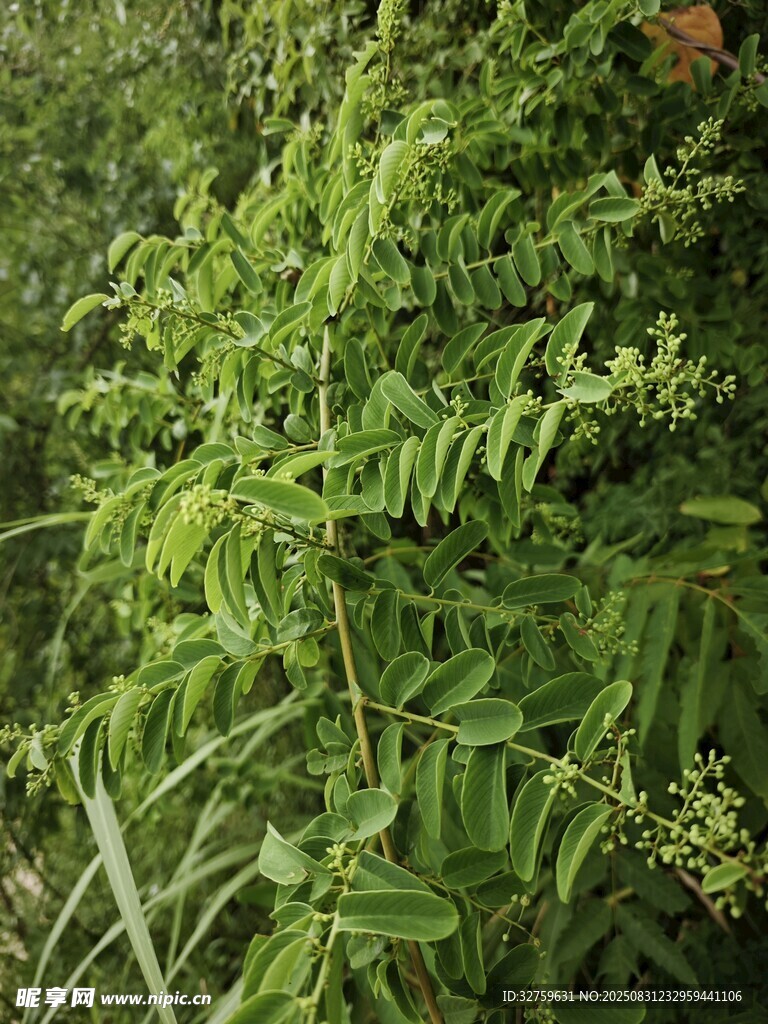 翠绿繁茂的植物枝叶