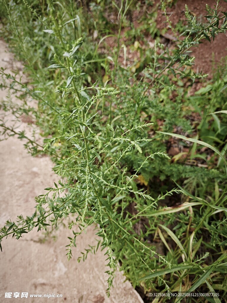 路边丛生的绿色野草