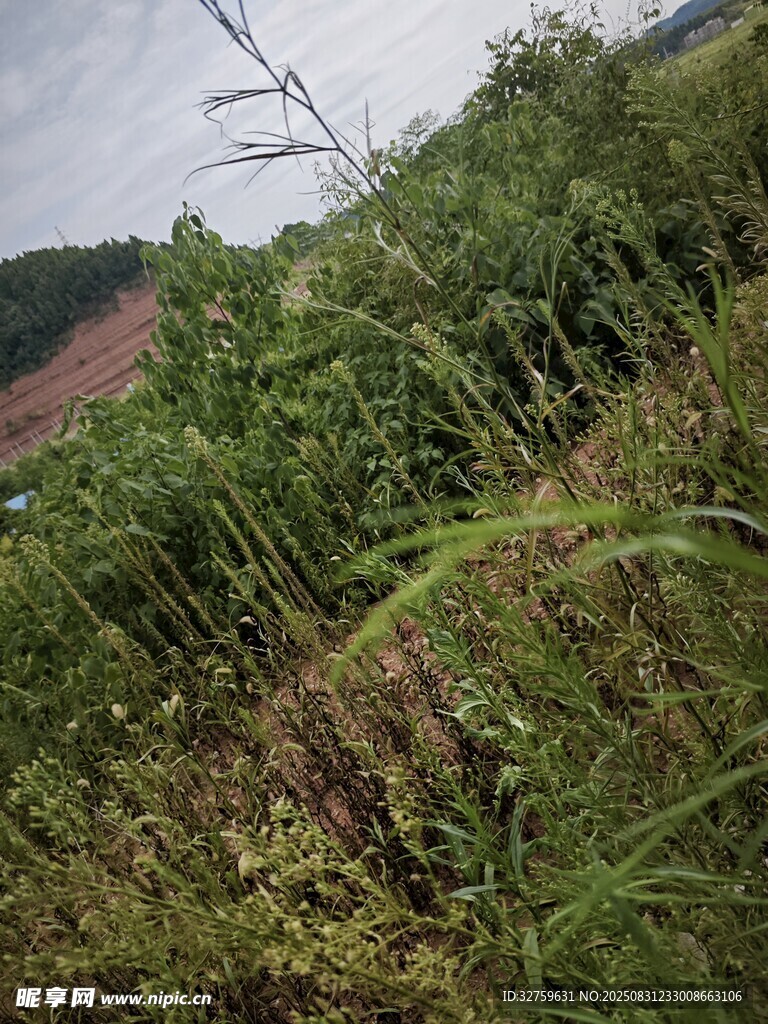 野外繁茂的绿色植物景观
