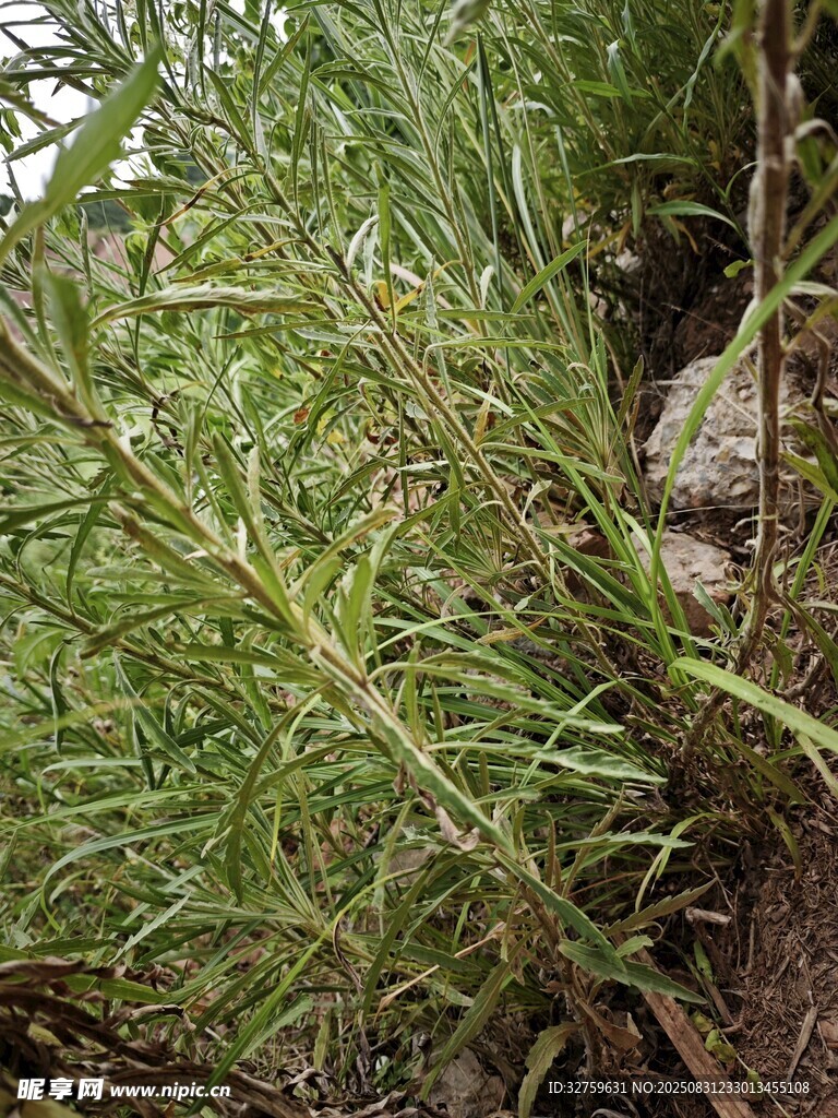野外丛生的绿色植物