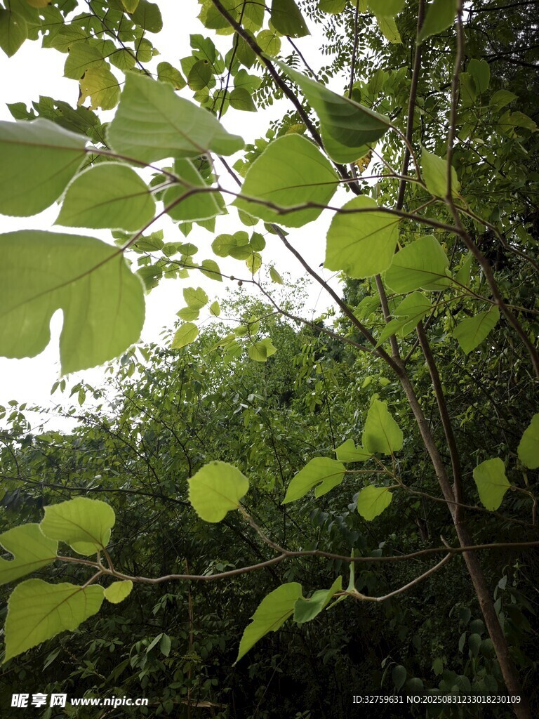 绿叶繁茂的林间景象