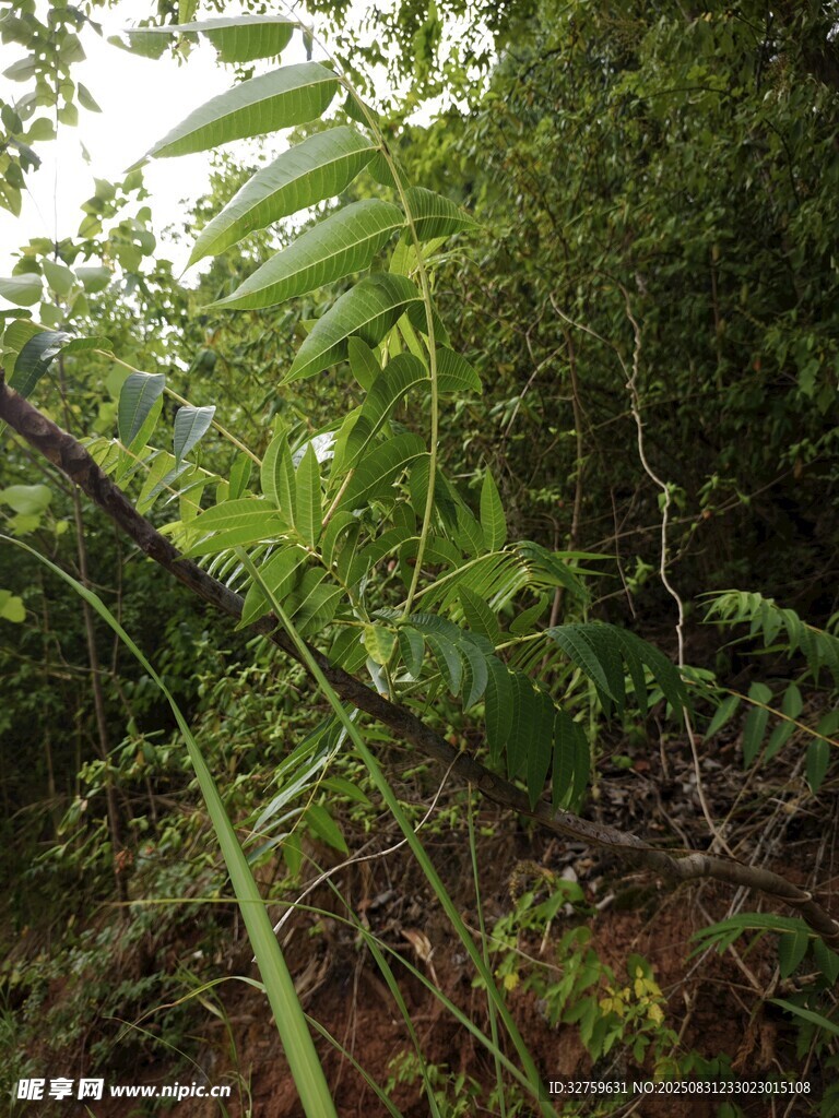 茂密丛林中的绿色植物