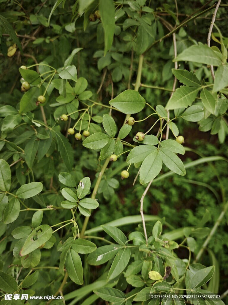 绿叶间的植物果实景象