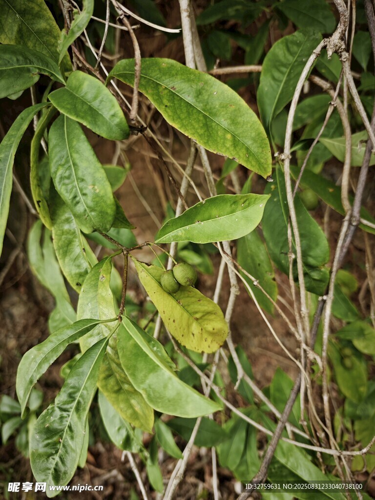 绿叶植物特写