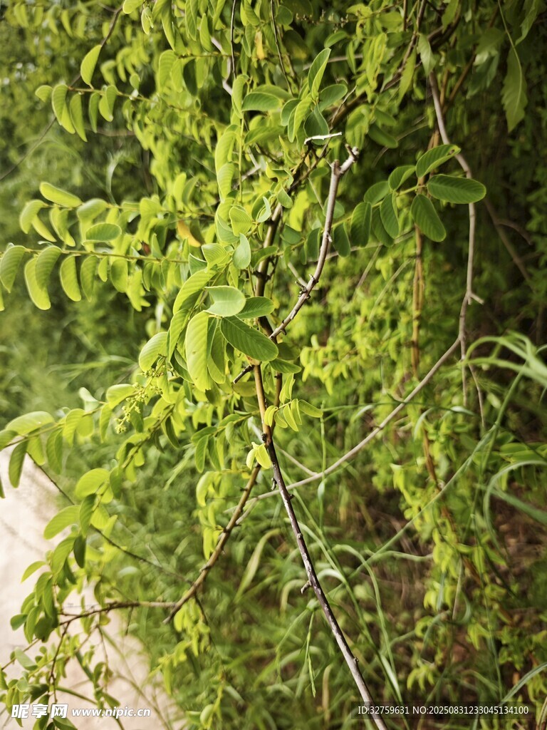 翠绿繁茂的藤蔓植物