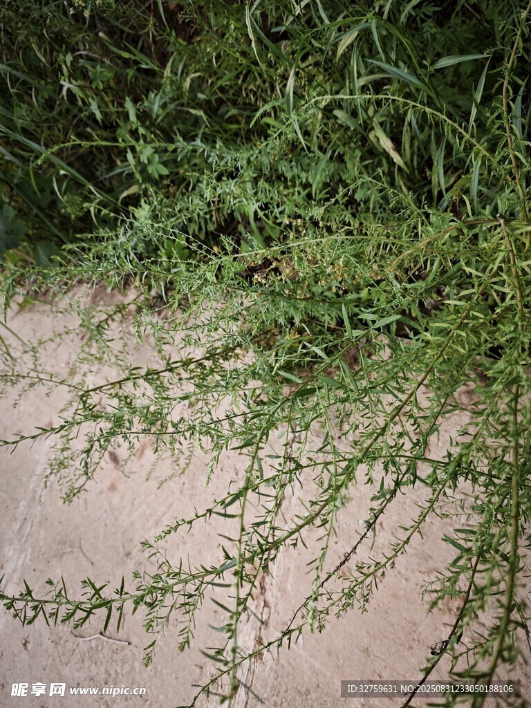 地面上蔓延的绿色藤蔓植物