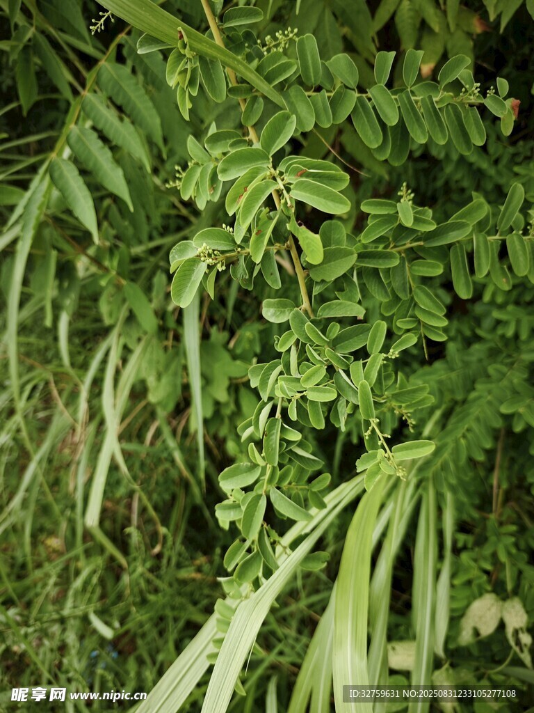 翠绿繁茂的植物叶片