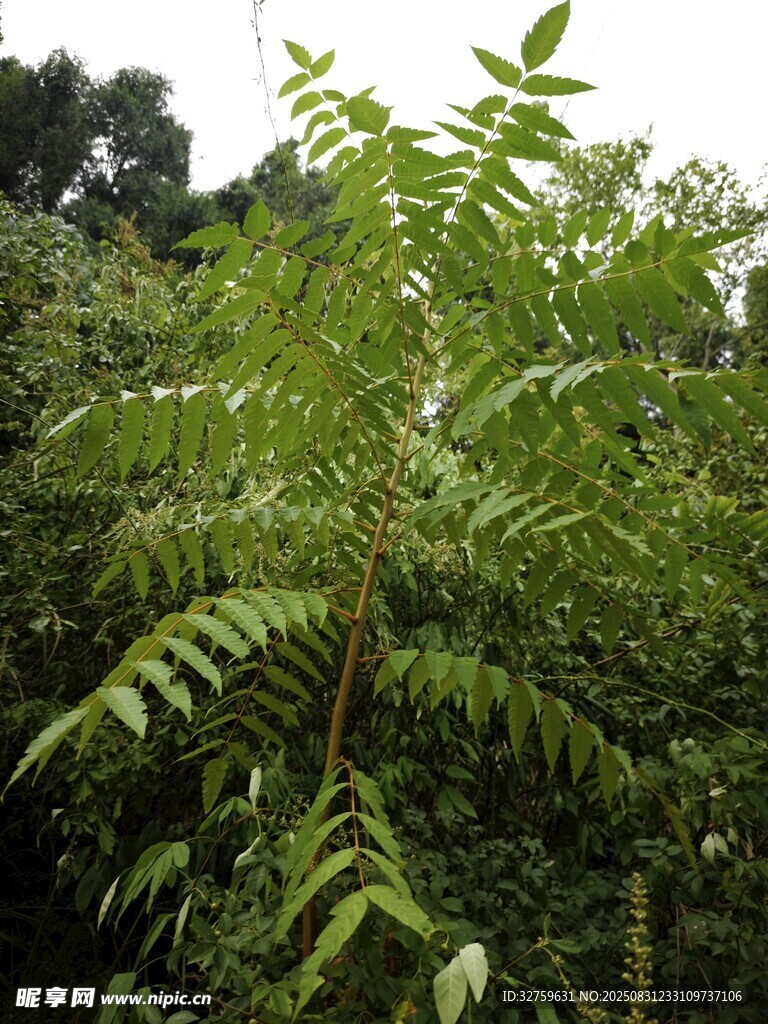 挺拔绿植