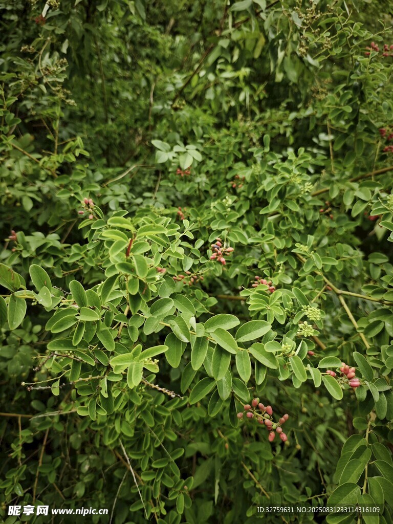 茂密翠绿的植物景观