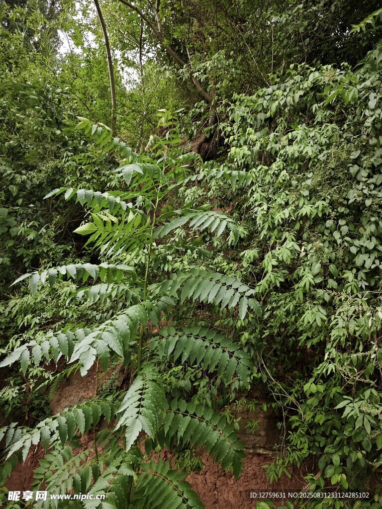 茂密丛林中的蕨类植物
