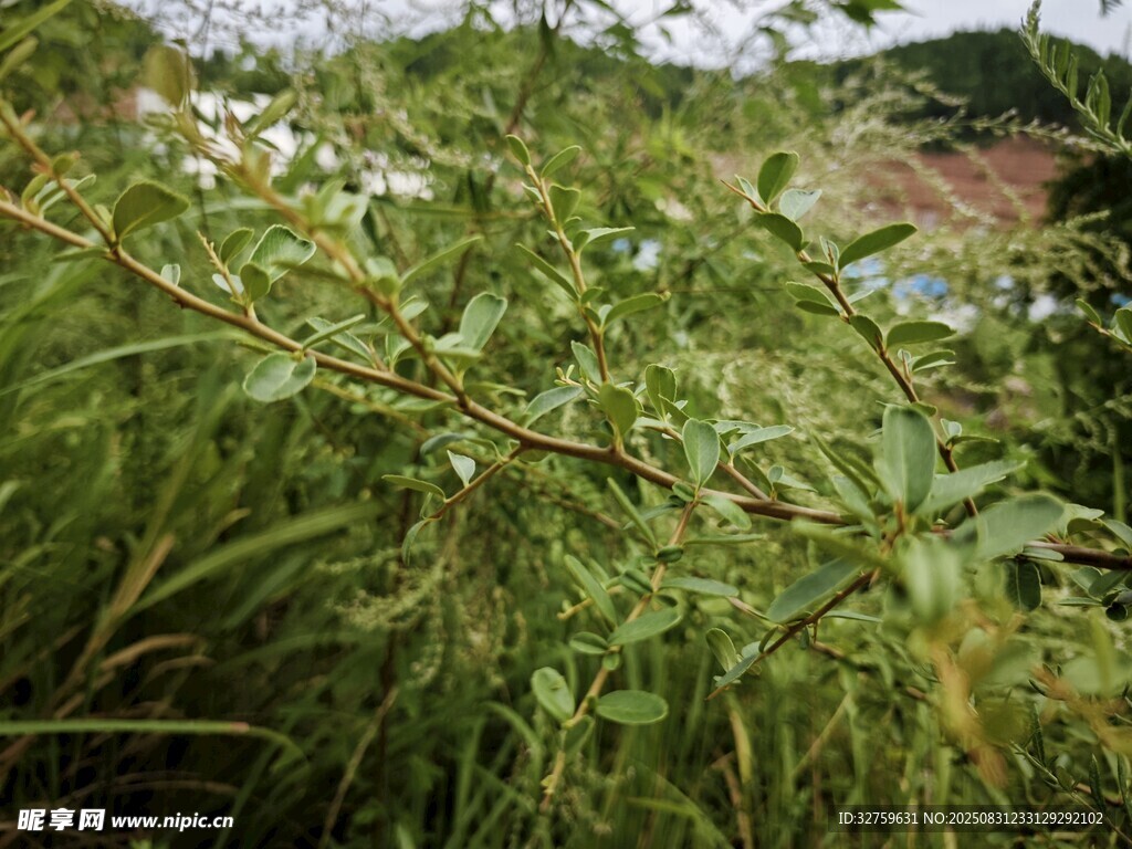 野外繁茂的绿色植物