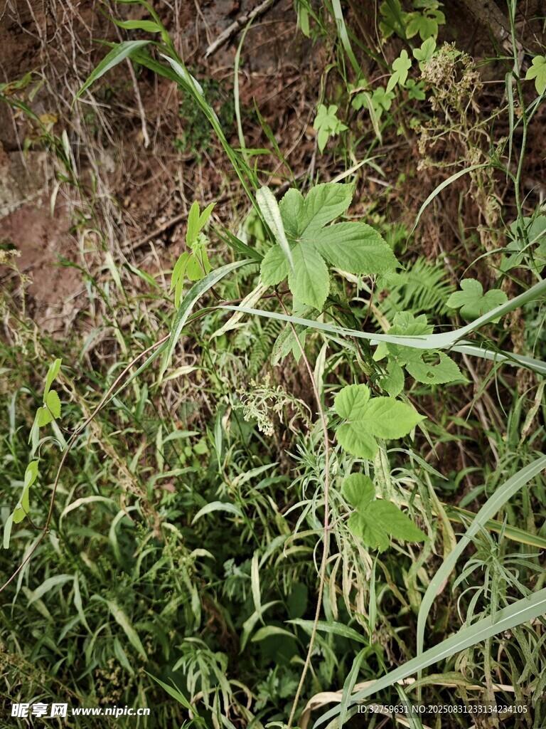 草丛中的绿色植物