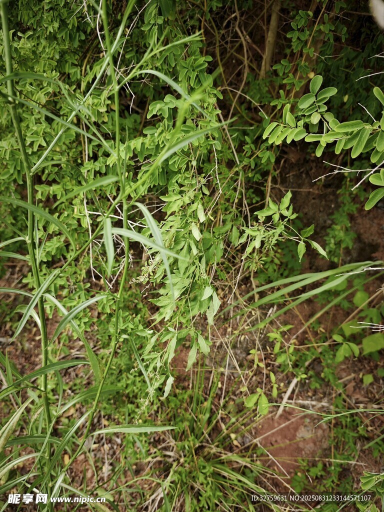 野外繁茂的绿色草丛